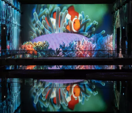 poisson clown reflet eau